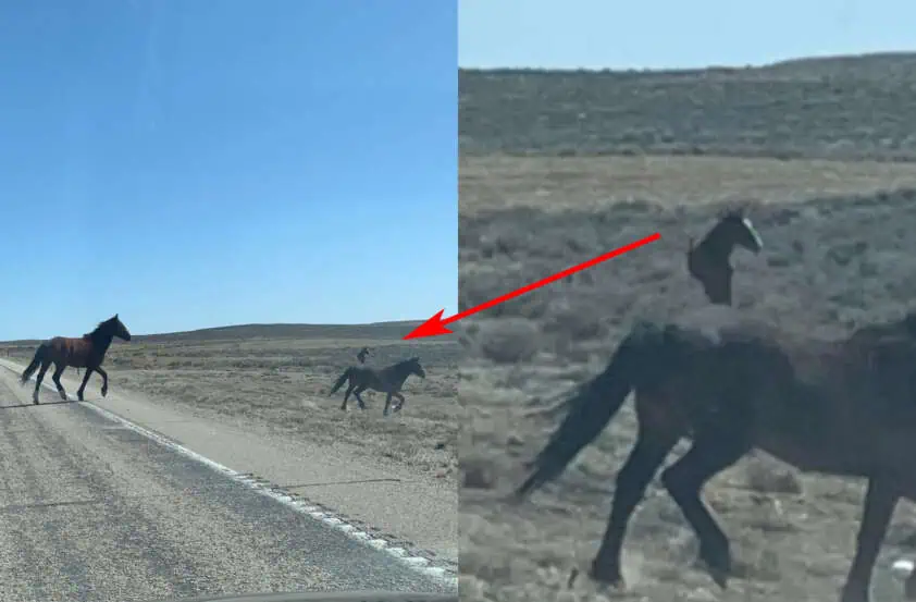 40 Glitches In The Matrix That Will Freak You Out 38 โHorse Bufferingโ