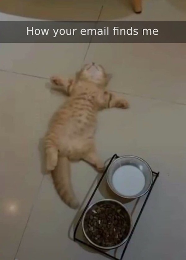 How your email finds me cat