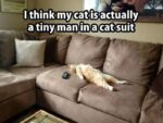 I think my cat is a tiny man - FG
