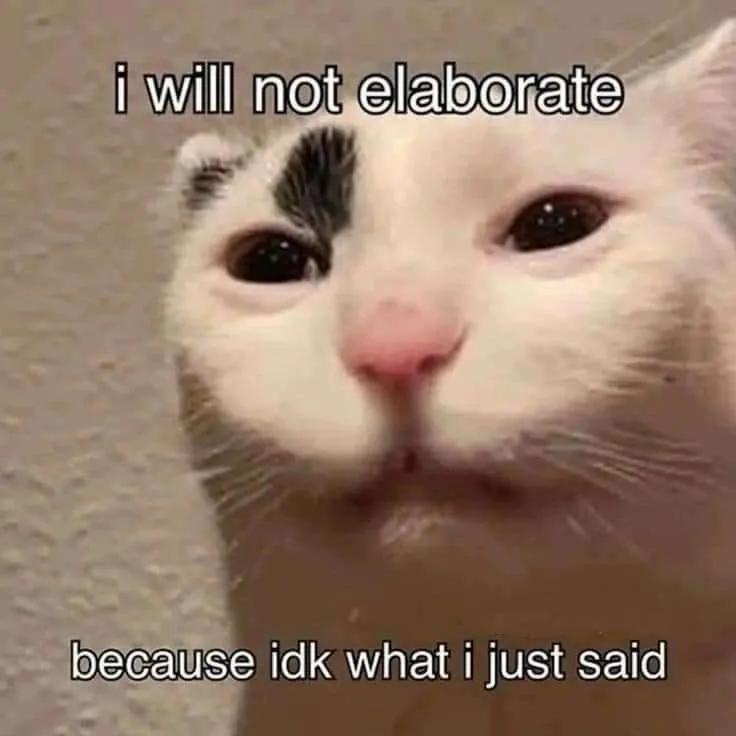 50 Funny Cat Memes That Will Brighten Your Day 50 I will not elaborate