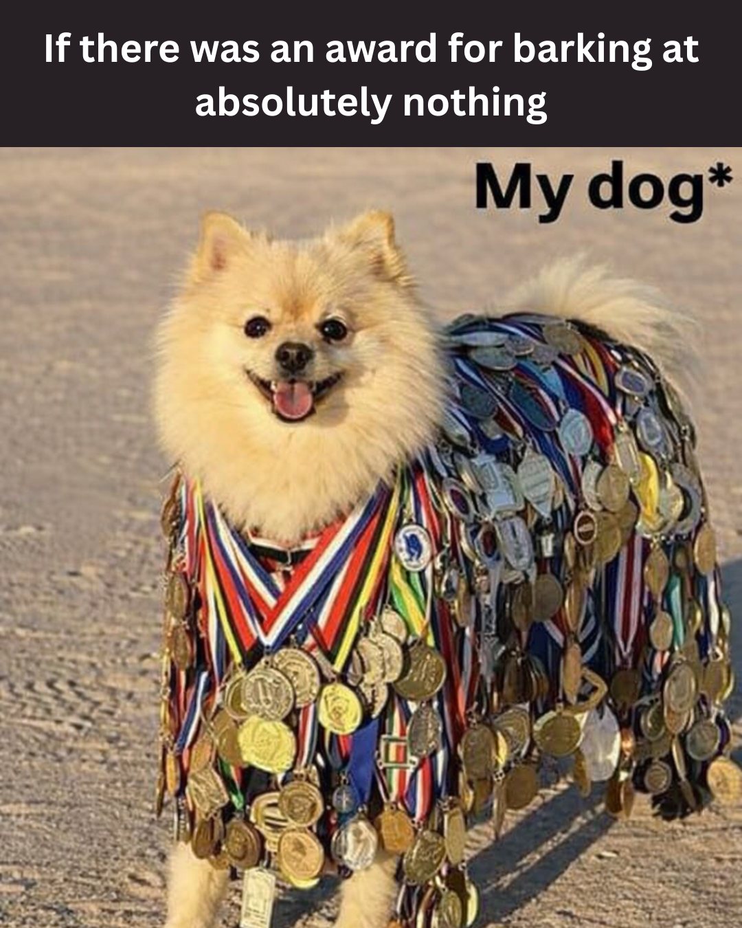 20 Funny Pet Memes That Start Cute and End in Absolute Chaos 8 If there was an award