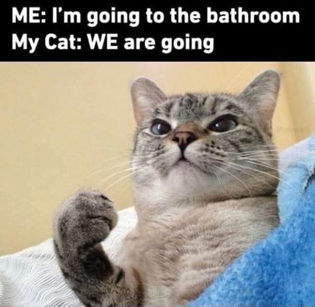40 Adorable Cat Memes: A Collection Of Purrfect Feline Humor 40 Im going to bathroom