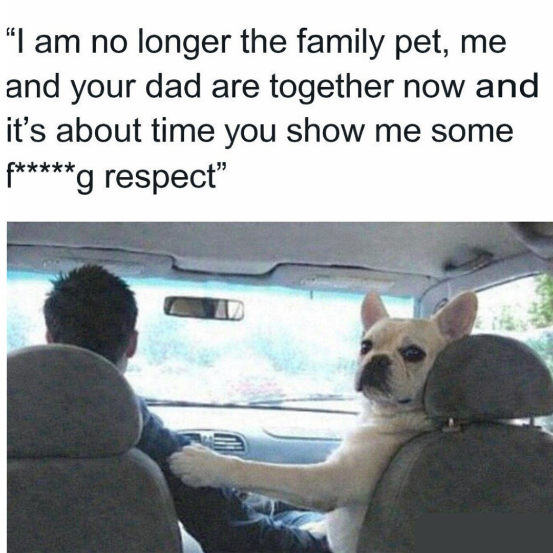 20 Funny Pet Memes That Start Cute and End in Absolute Chaos 9 Im no longer the family pet