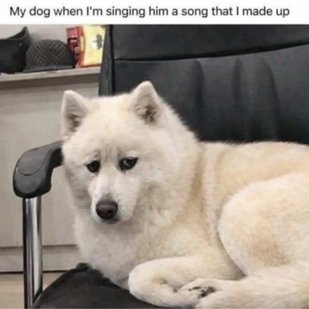 20 Funny Pet Memes That Start Cute and End in Absolute Chaos 10 Im singing a song