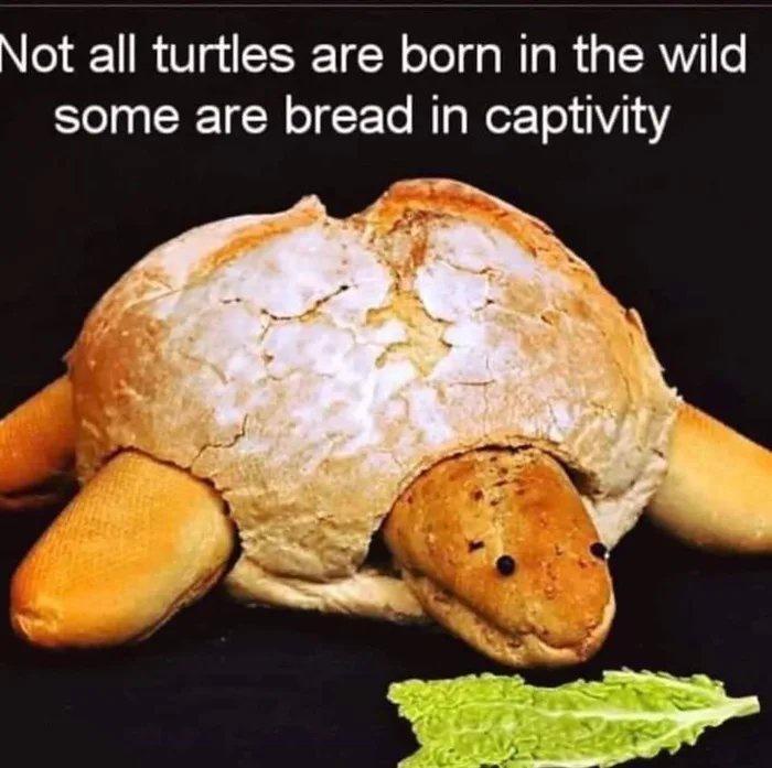 Not all turtles are born in wild