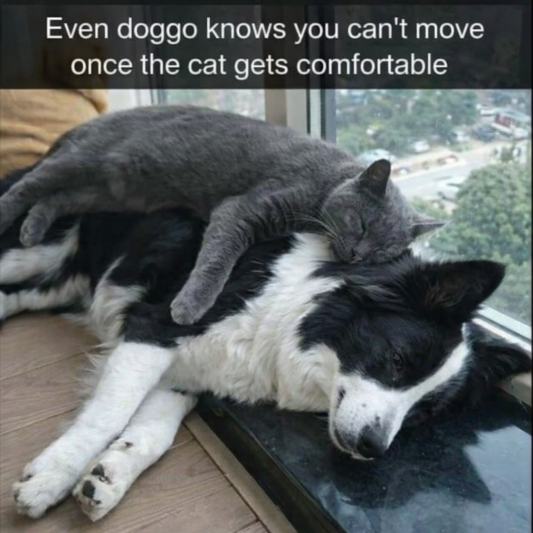 20 Funny Pet Memes That Start Cute and End in Absolute Chaos 11 Once the cat gets comfortable