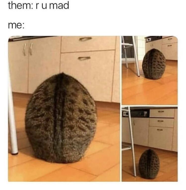 50 Funny Cat Memes That Will Brighten Your Day 51 R u mad