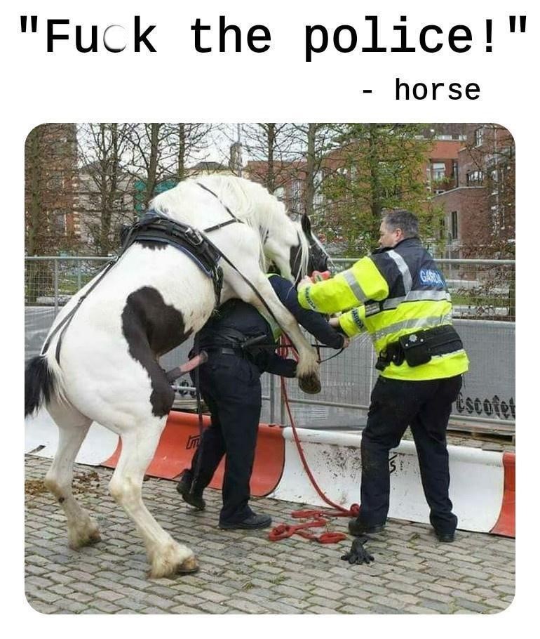 The Horse