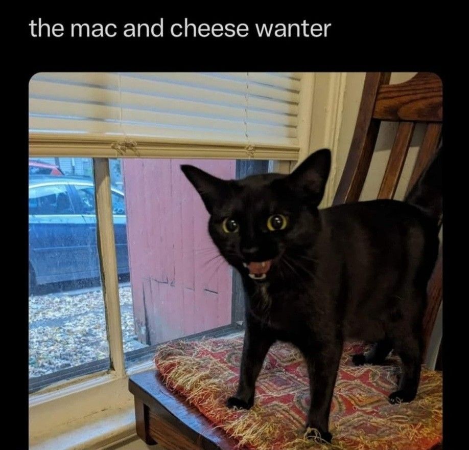 50 Funny Cat Memes That Will Brighten Your Day 52 The mac and cheese wanter
