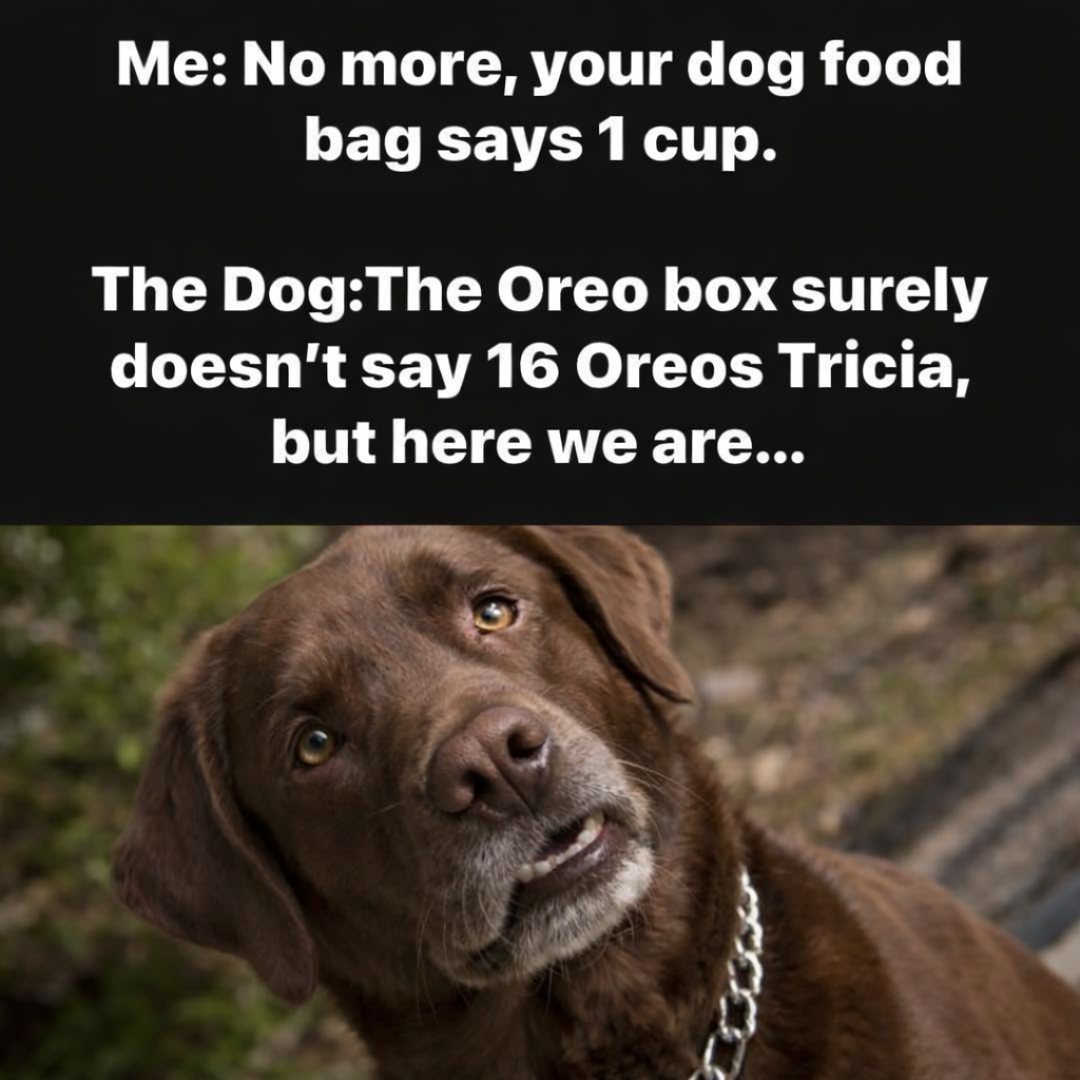 20 Funny Pet Memes That Start Cute and End in Absolute Chaos 12 The oreo box