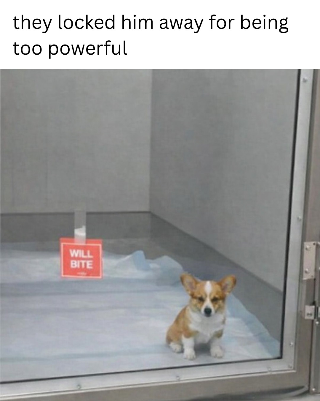 20 Funny Pet Memes That Start Cute and End in Absolute Chaos 13 They locked in