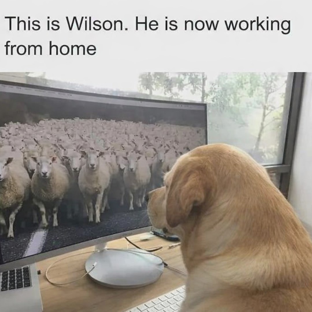 20 Funny Pet Memes That Start Cute and End in Absolute Chaos 14 This is wilson