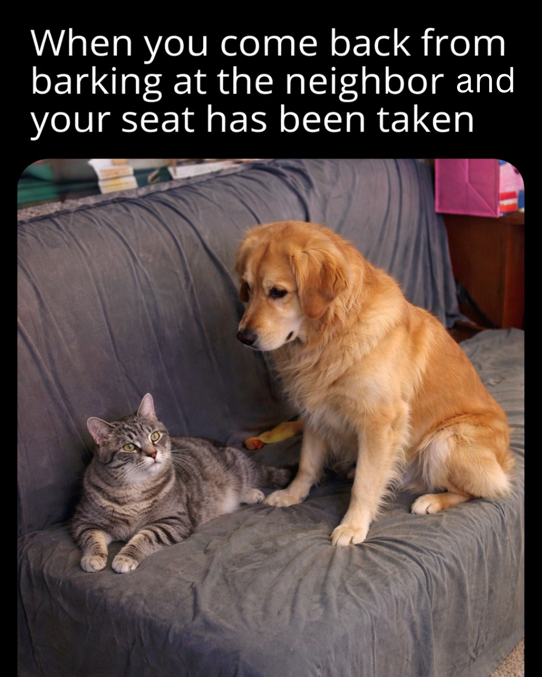 20 Funny Pet Memes That Start Cute and End in Absolute Chaos 16 When you comeback from barking