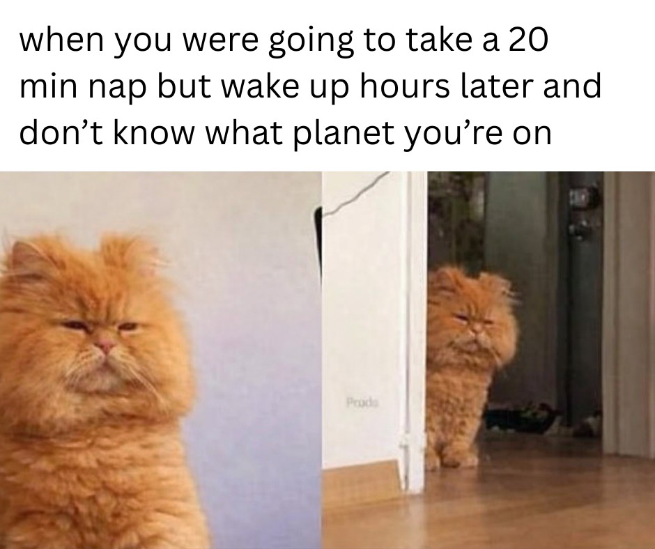 20 Funny Pet Memes That Start Cute and End in Absolute Chaos 19 When you were going to take 20 min nap