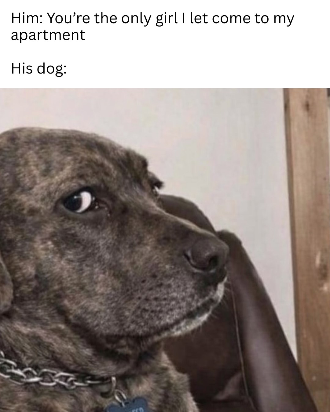 20 Funny Pet Memes That Start Cute and End in Absolute Chaos 20 Youre the only girl