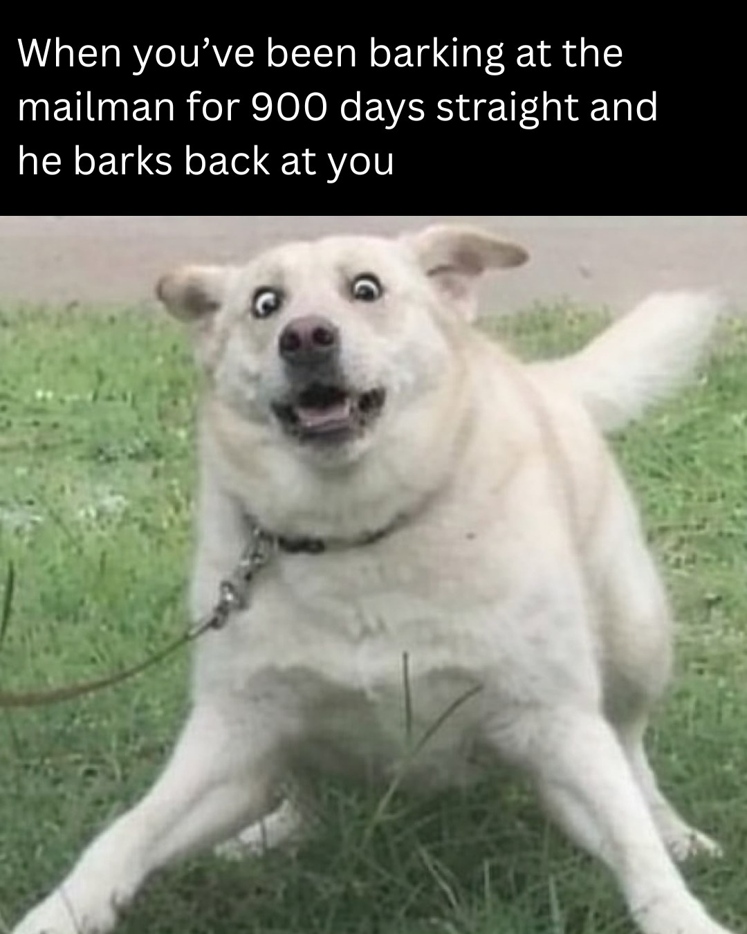 20 Funny Pet Memes That Start Cute and End in Absolute Chaos 2 barking at mailman