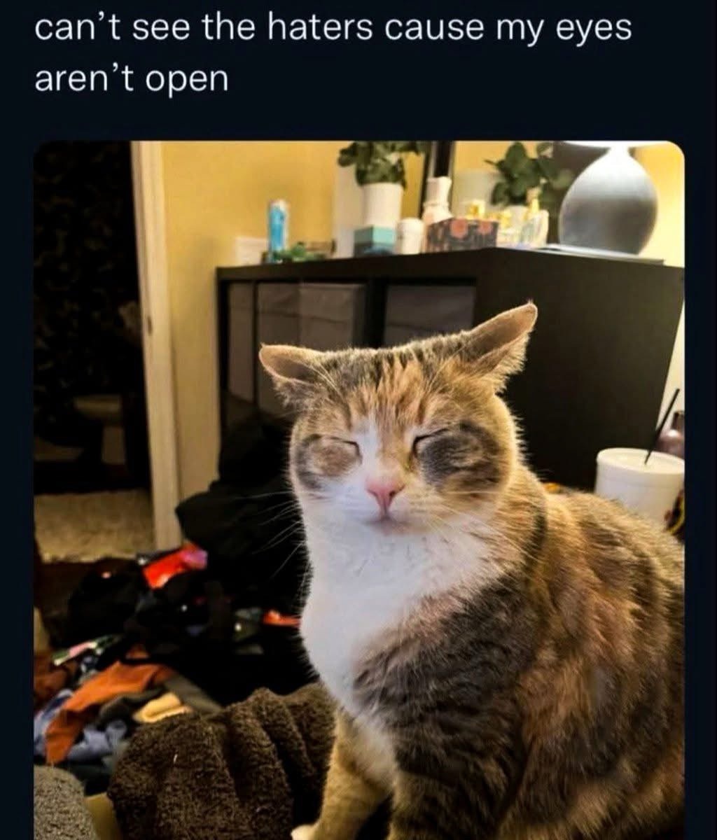 50 Funny Cat Memes That Will Brighten Your Day 48 cant see the haters
