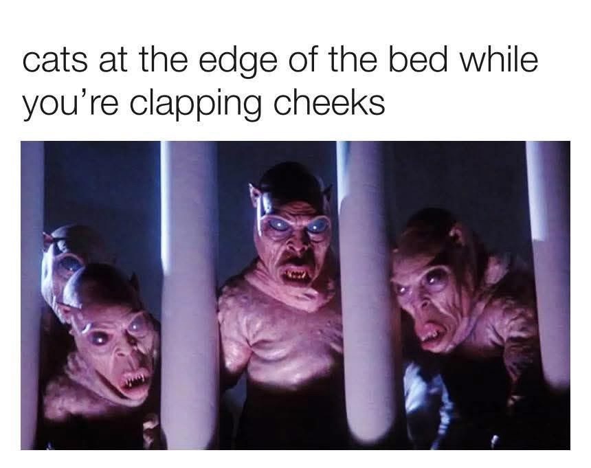 20 Memes That Have No Context and Even Less Shame 2 cats at the edge of bed