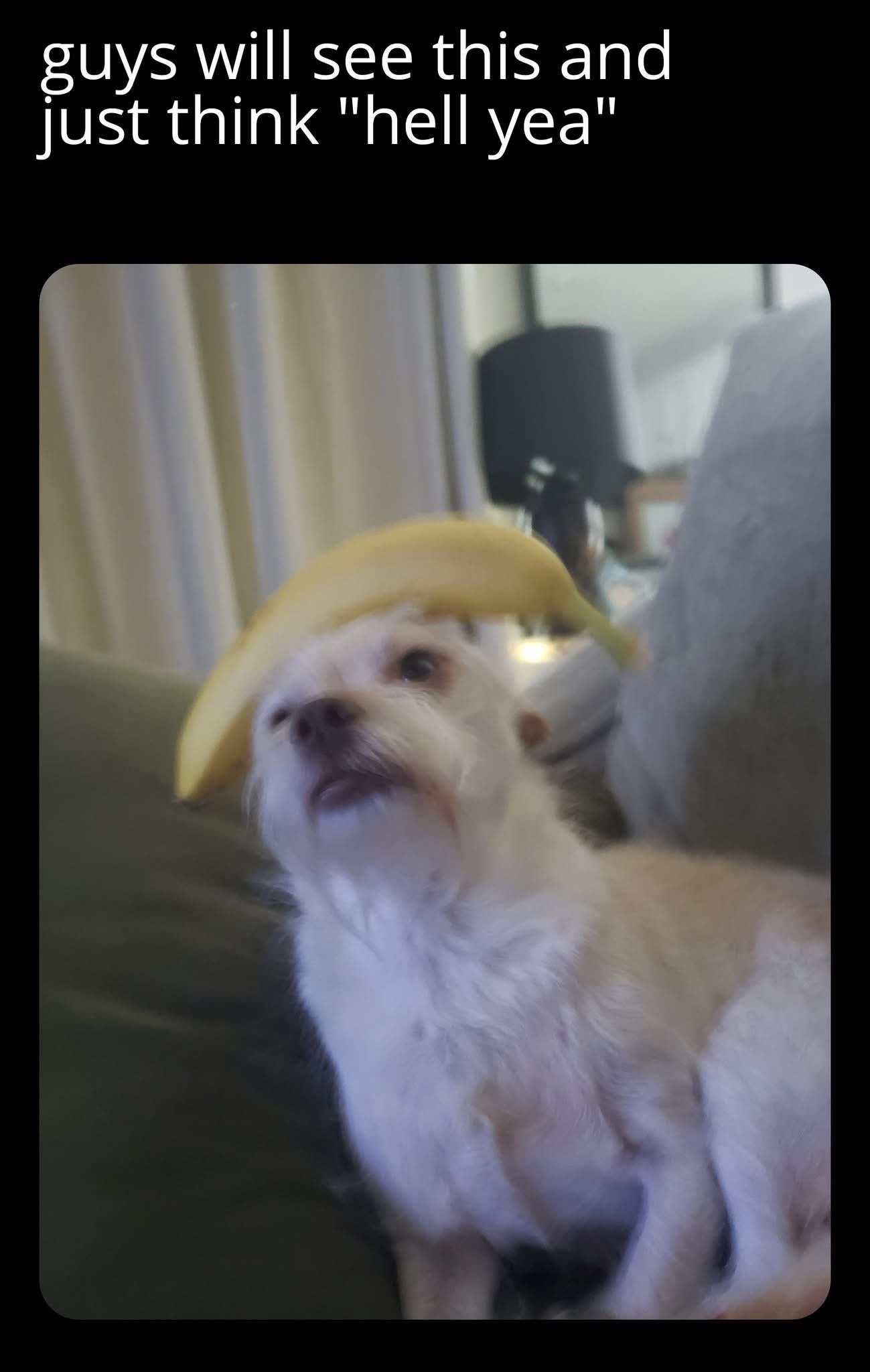 20 Memes That Have Nothing to Do with Politics, and Everything to Do with Laughter 7 guys will see this