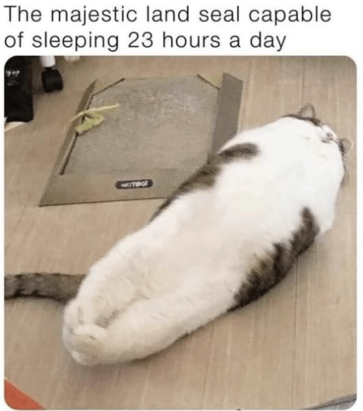 20 Memes That Are Funny, Relatable, and Slightly Naughty 13 land seal