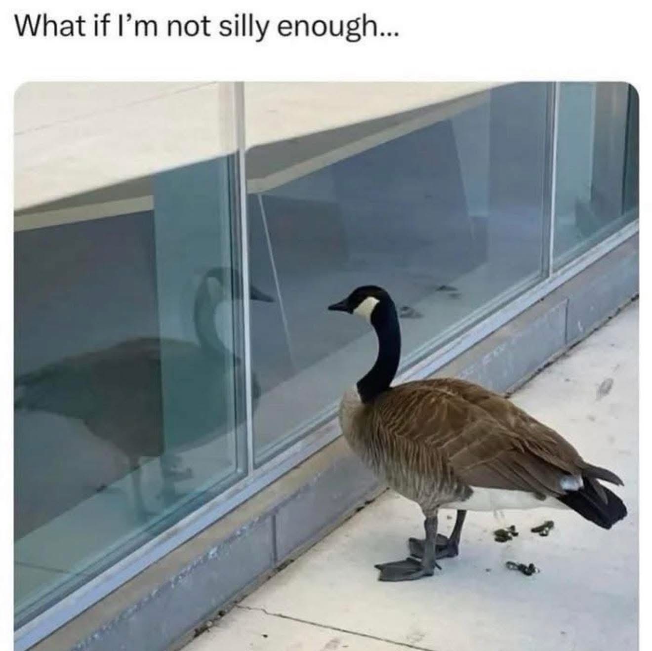 what if Im not silly