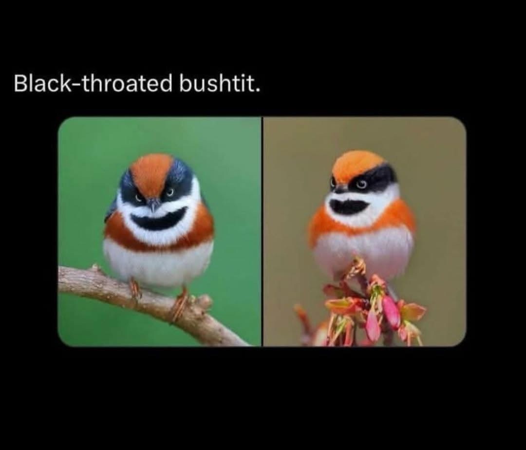 Black throated