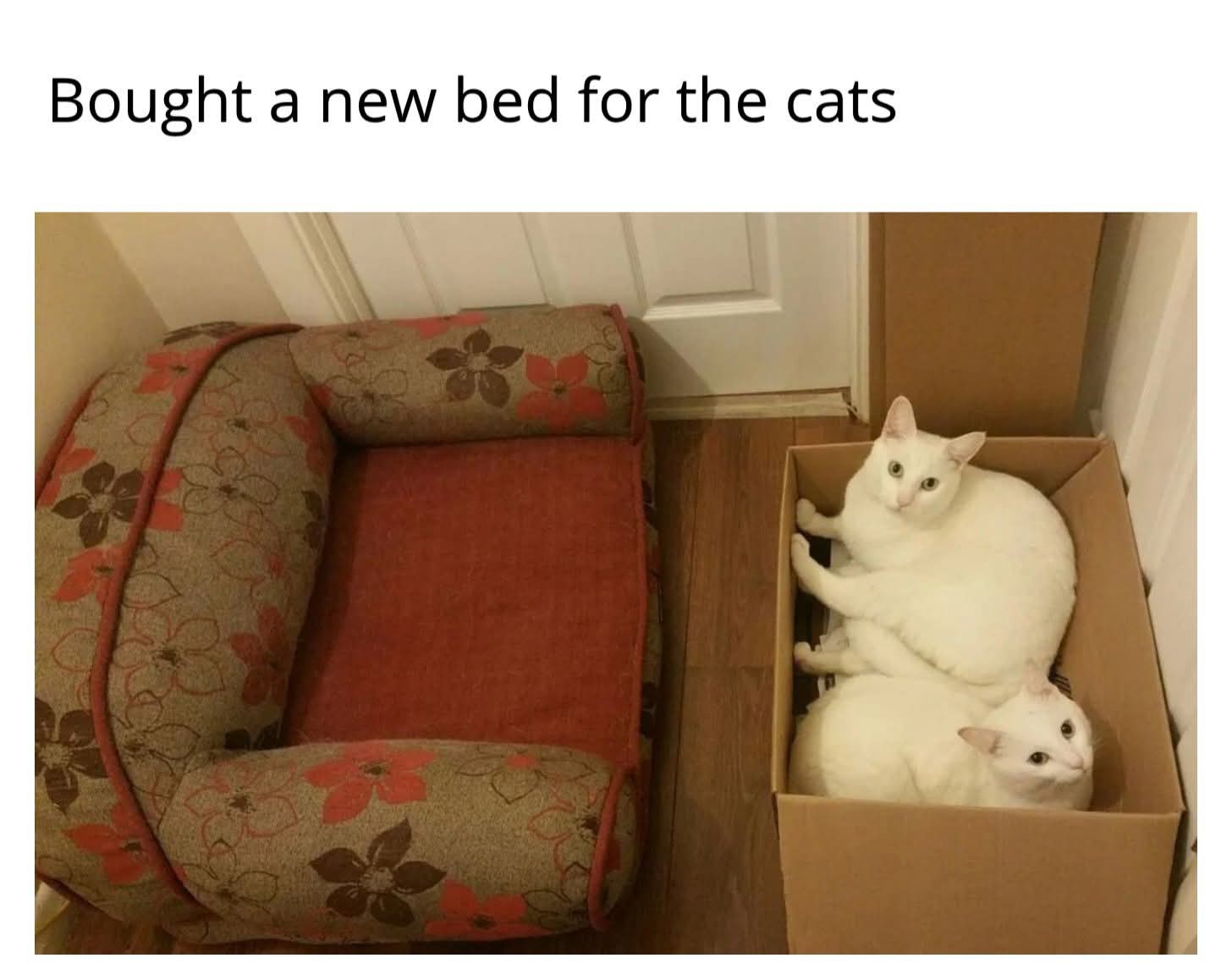Brought a new bed