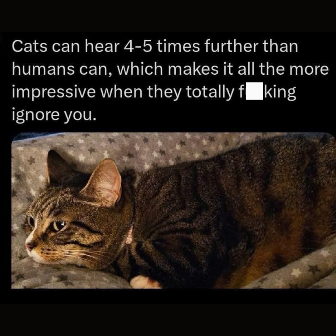 Cats can hear