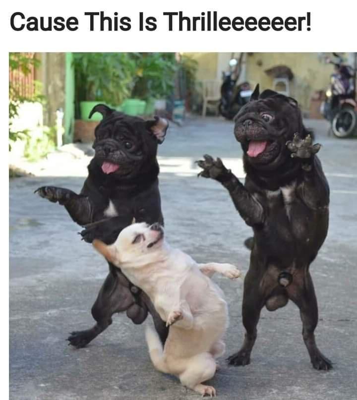 20 Memes With No Theme, Just Audacity 3 Cause this is thriller