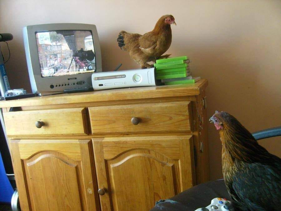 Chicken watching tv