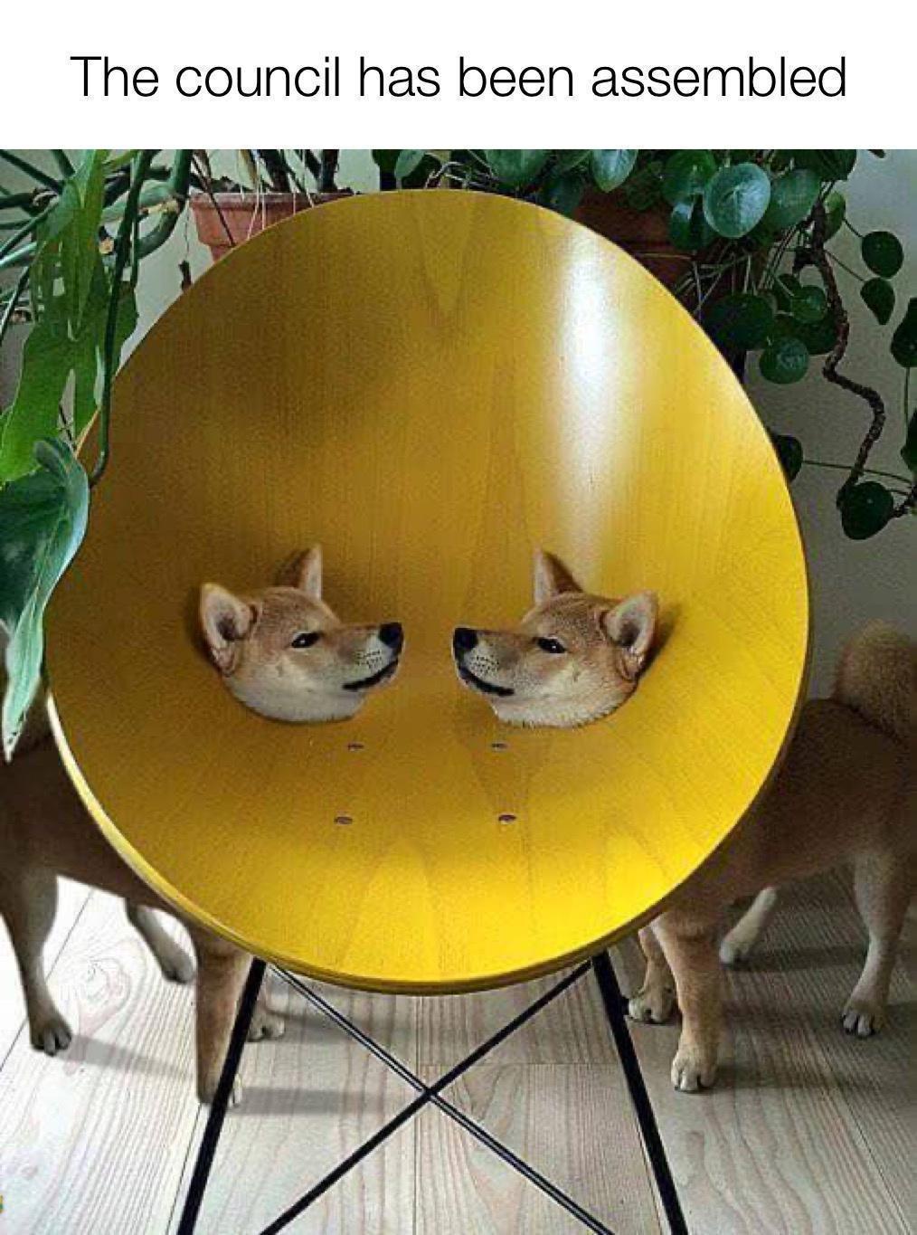 Council has been assembled