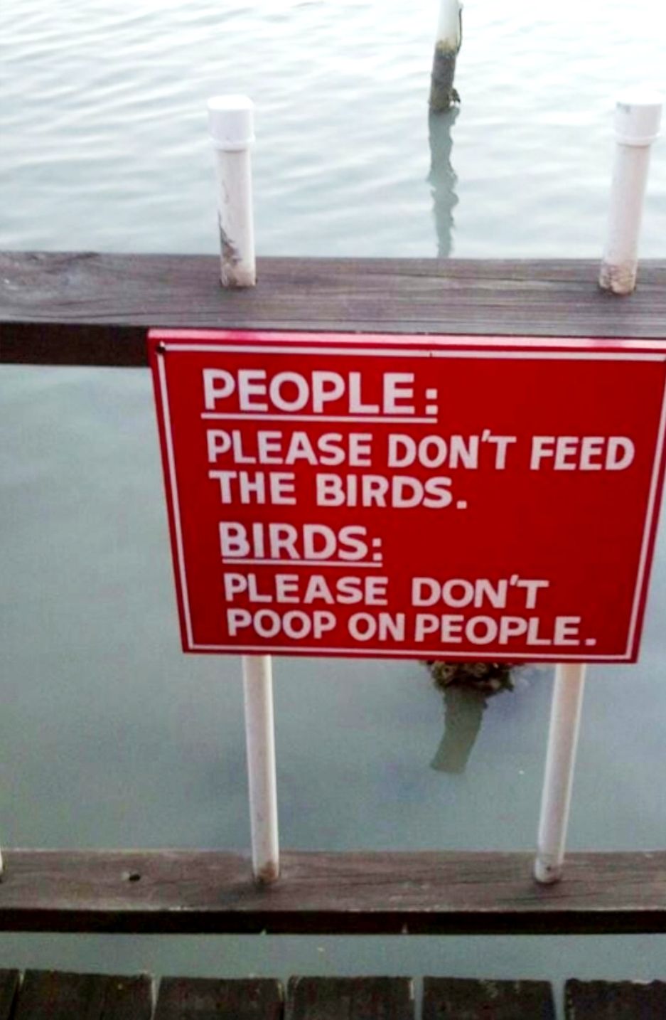 Dont feed the birds