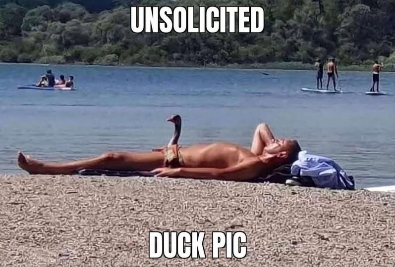 Duck pic