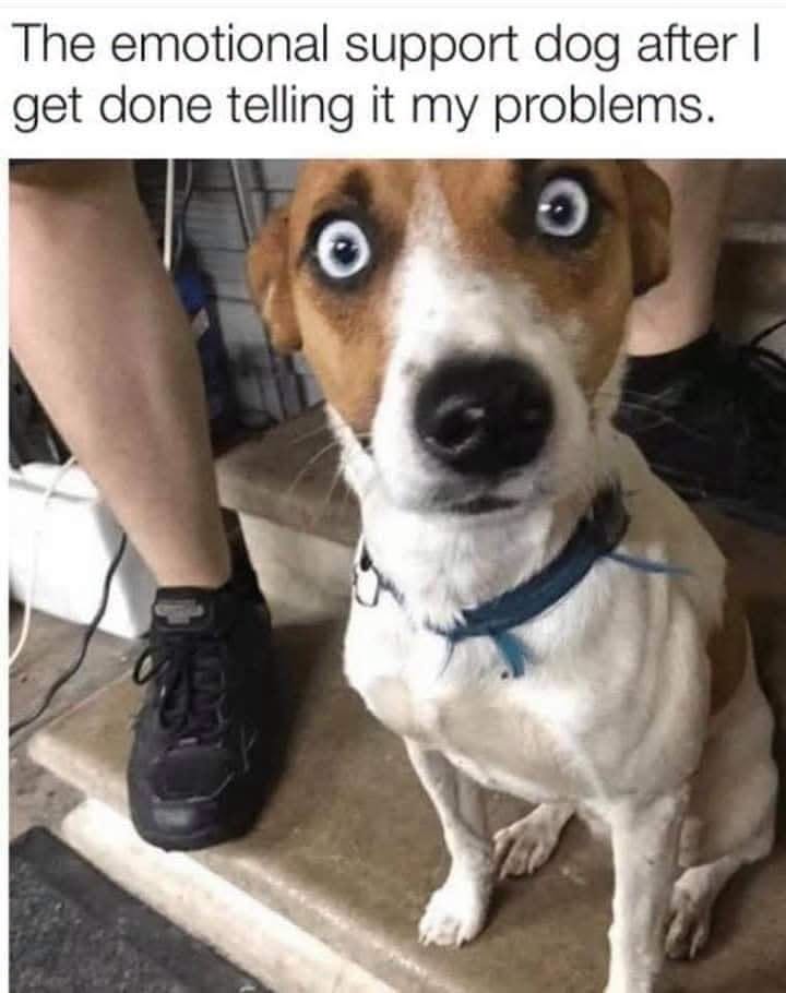 35 Funny Twisted Memes That Will Leave You Laughing… in Shock 34 Emo support dog