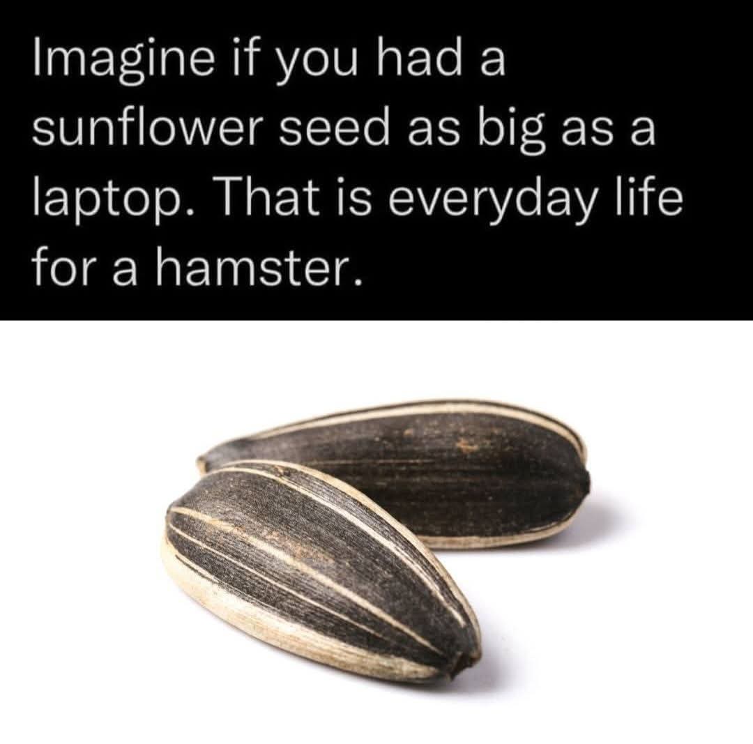If you have sunflower seeds