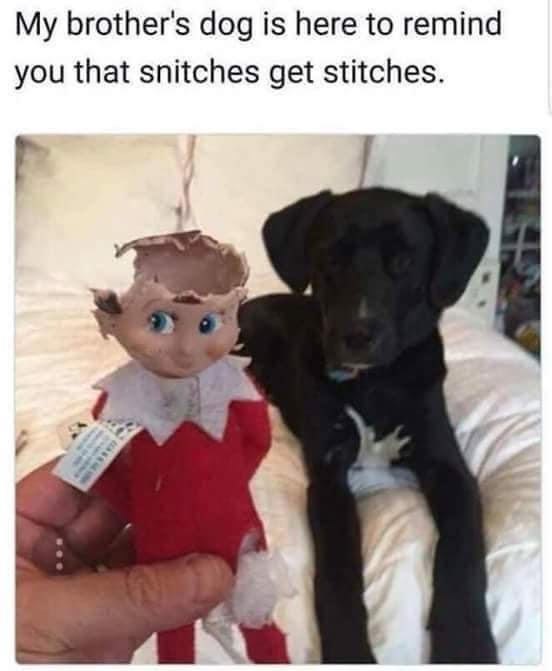 20 Memes Dumped Here With Zero Explanation 14 My brothers dog