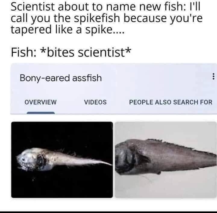Name new fish