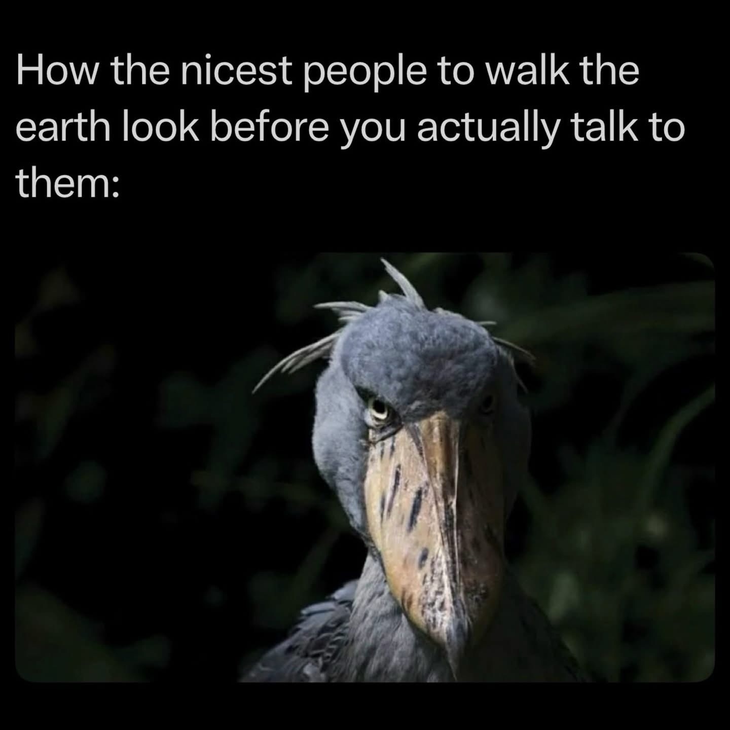 Nicest people to walk the earth