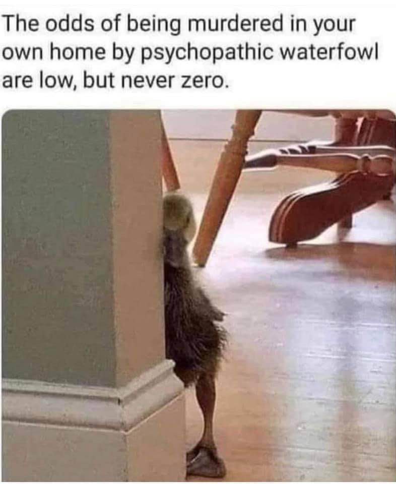 20 Memes With No Theme, Just Audacity 14 Psyphatic waterfowl