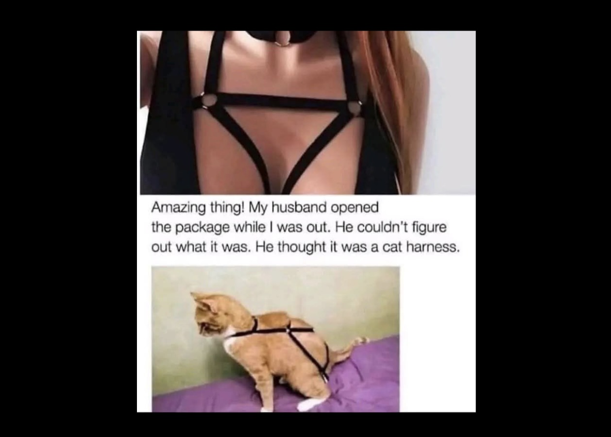 Purrfect Cat Memes That Turn Boring Days Into Absolute Cat-tastrophes - FG