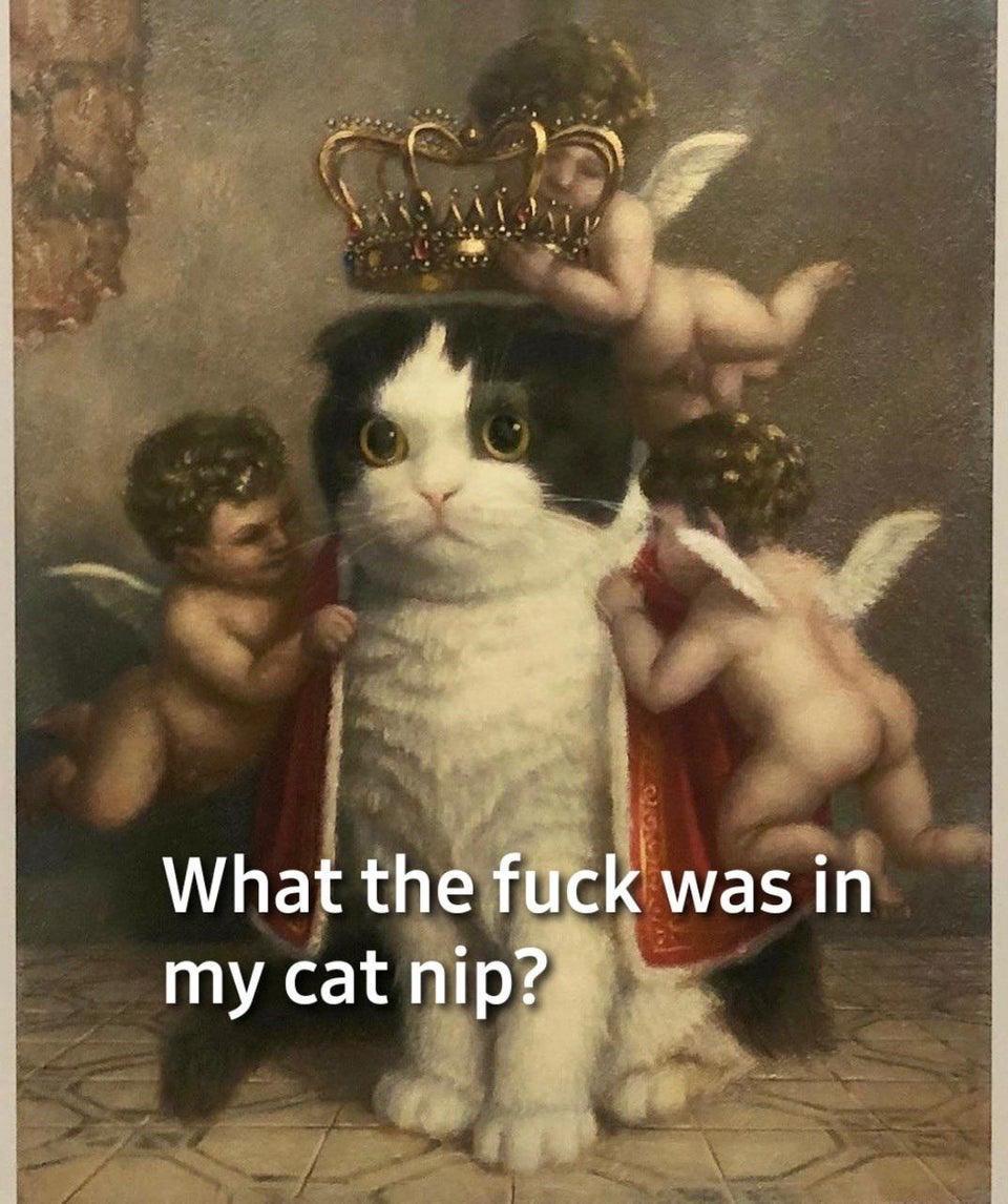 20 Memes With No Theme, Just Audacity 18 What was in my cat nip