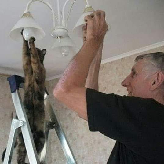 cat help