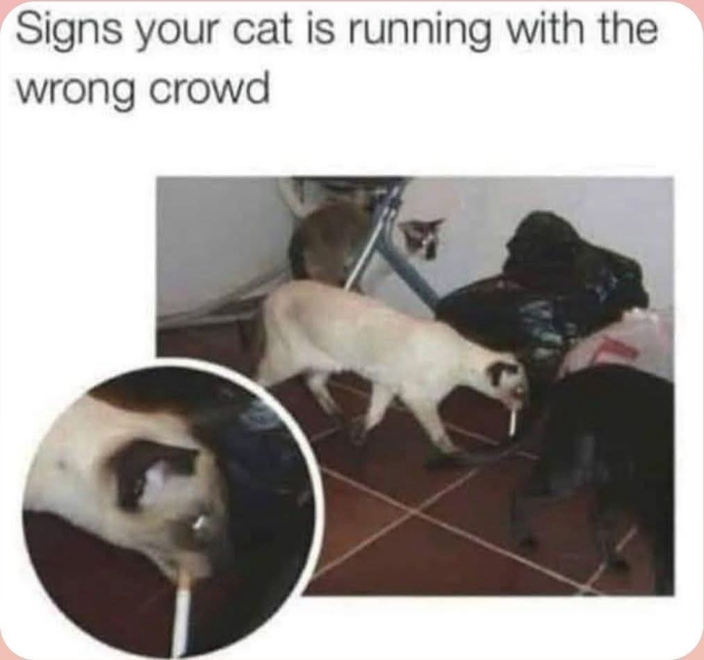 cat is running with the wrong crowd