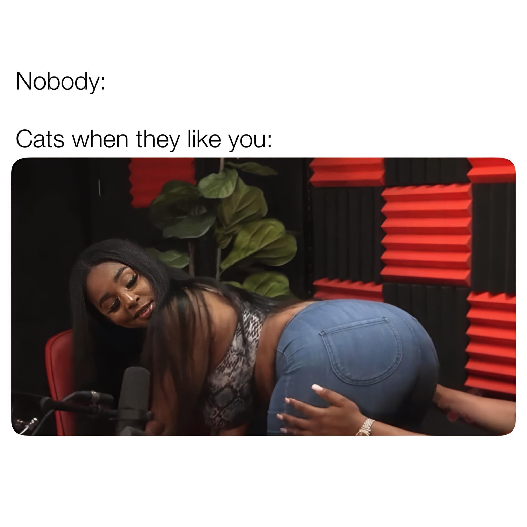 cats when they like yo