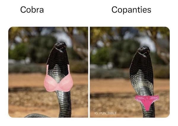 cobra