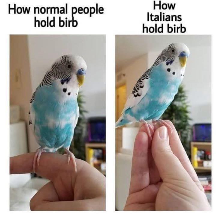 hold birb