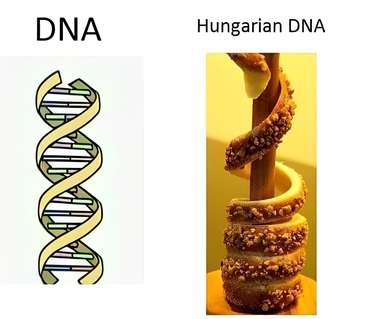 hungarian dna