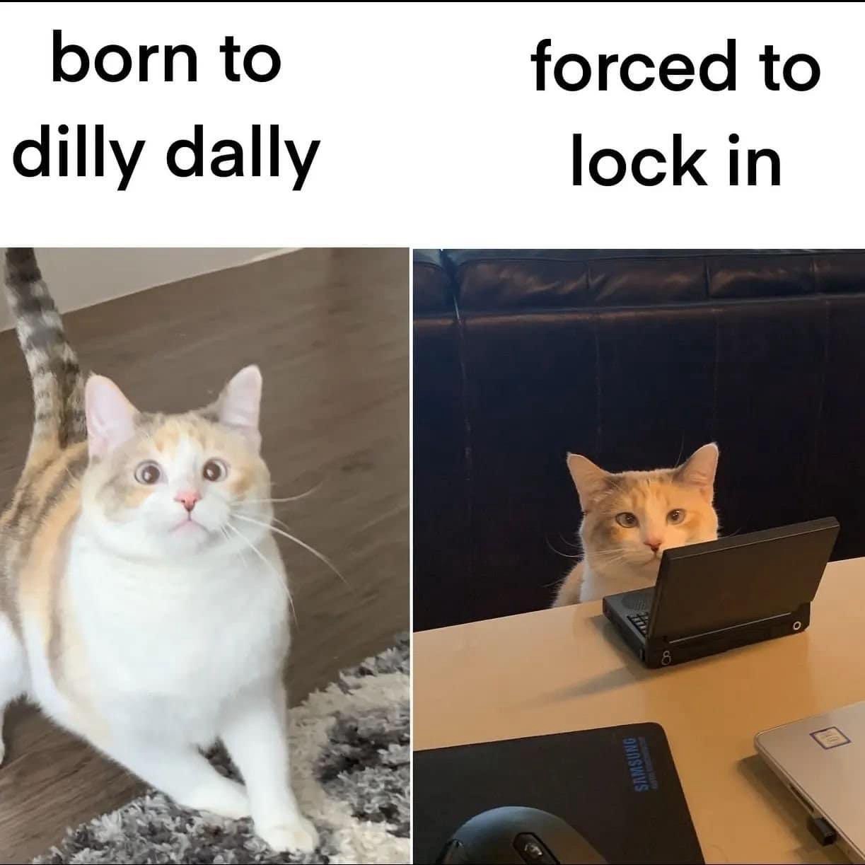 20 Memes That Make You Laugh Before Your Brain Can Stop You 3 Born to dilly dally