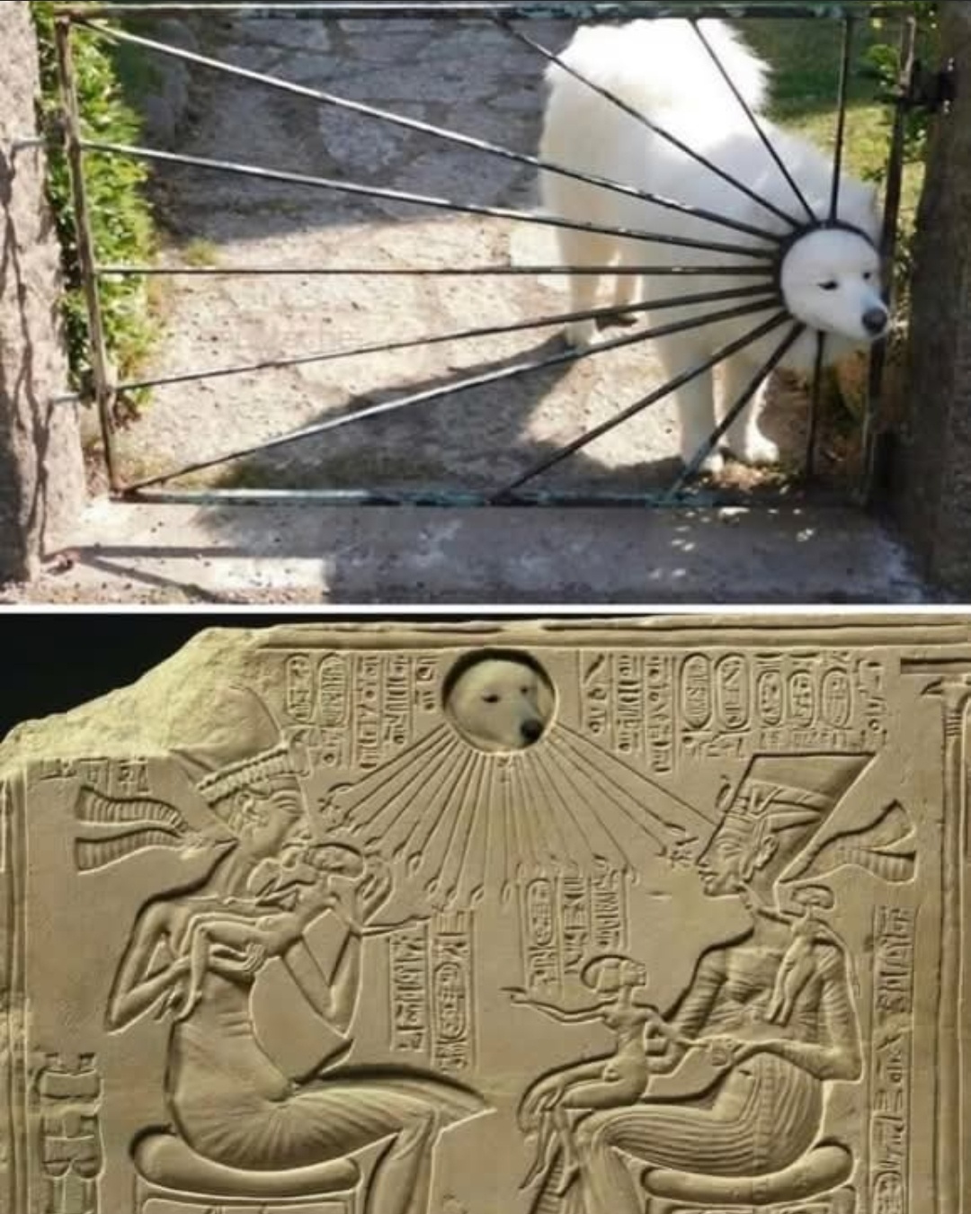 20 Memes That Jump Topics Like a Caffeinated Squirrel 4 Dog stuc in gate