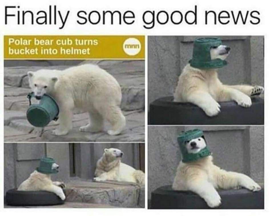 20 Polar Bear Memes to Make International Polar Bear Day Unbearably Funny 7 Finally some good news